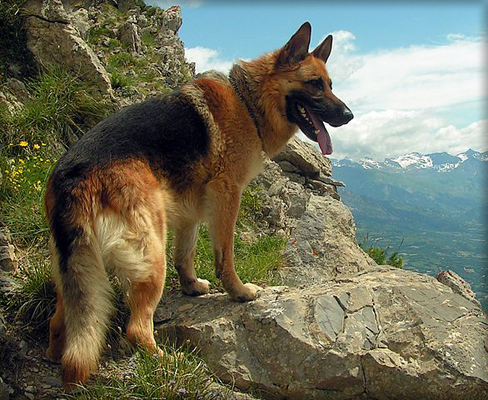Berger
