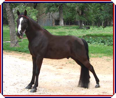 Royal  Vengeance