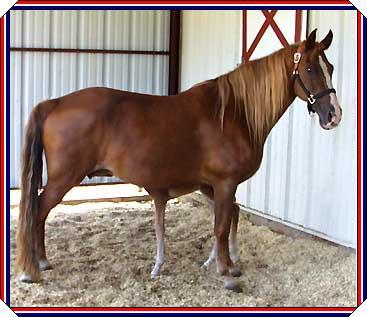 Coin's Lady Love and brand new foal.