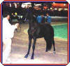 Diamond's First Show