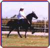 Dodi and Diamond in a lesson.