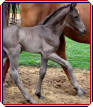 Hal Capony