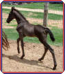 Hal Capony