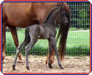 Hal Capony