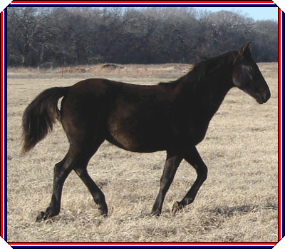 Hal Capony