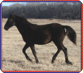 Hal Capony