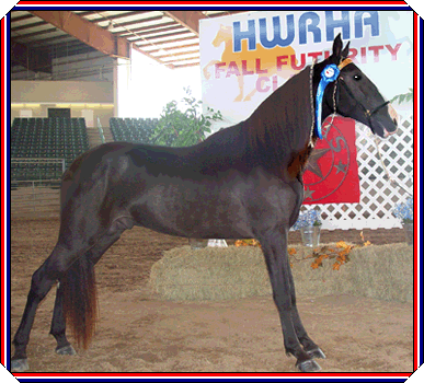 Heza Perfect Storm winning at HWRHA