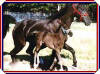 Brilliant Cut Diamond with her dam, Hal's Lady Threat