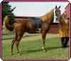 Lightning's New Look winning at the 2004 Texas State Fair