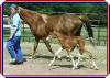 Major Coin -2 Days old - These boots were made for WALKIN !!