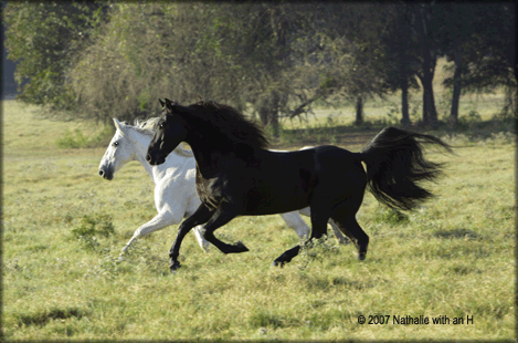 Photo of Max and Cloud taken by Nathalie with an H