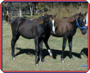 Vengeance's Gold Coin and Royal Vengeance.