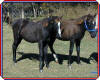 Vengeance's Gold Coin and Royal Vengeance.