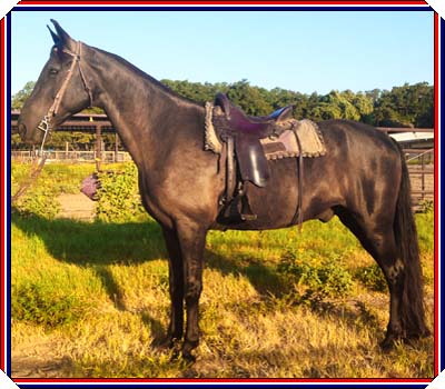 SHAWNEE'S IRON RULER #19903638