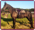 SHAWNEE'S IRON RULER #19903638