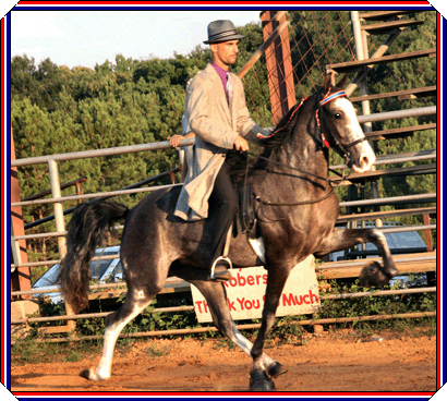 Sheza Platinum Score in Open Class from Farmerville, La Show, with Ronnie fulton in the irons.