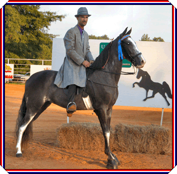Sheza Platinum Score in Open Class from Farmerville, La Show, with Ronnie fulton in the irons.