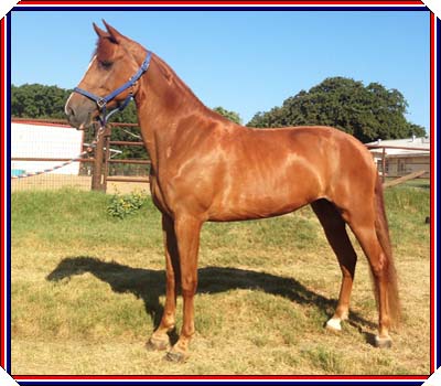 SHOWBOATS BREEZE #20504987