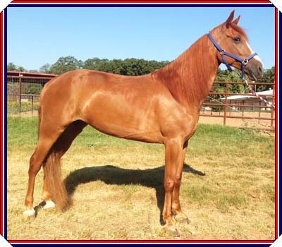 SHOWBOATS BREEZE #20504987