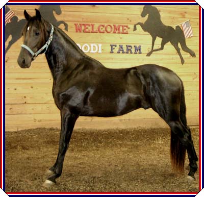 The Royal Dumas 2006