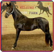 The Royal Dumas 2006