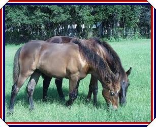Warrior In Front Grazing with Annie