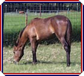 Warrior Grazing