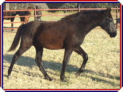 HAL CAPONY