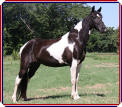 PRISSY'S SPECIAL SPIRIT