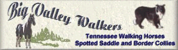 Big Valley Walkers