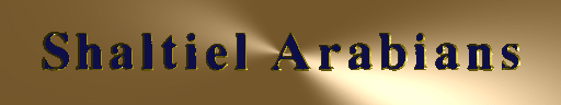 Shaltiel Arabians